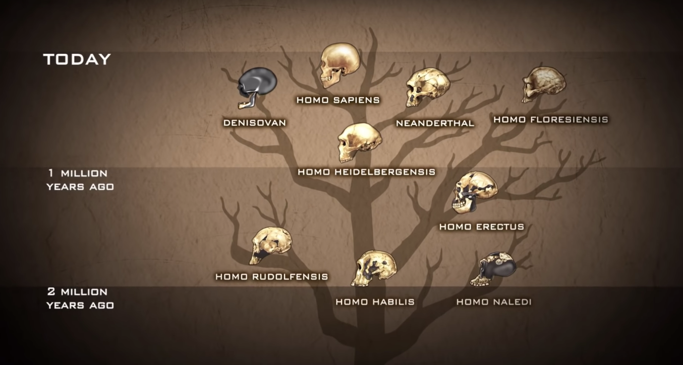 Evolutional Growth of Human Beings